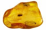 Detailed Fossil Beetle (Coleoptera) In Baltic Amber #109437-2